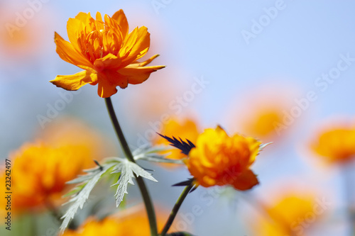 Yellow flowers on blue sky background © prentiss40