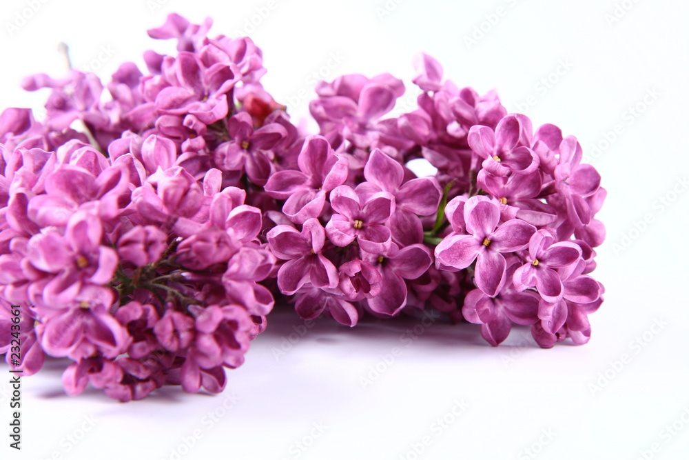 Violet lilac on white background