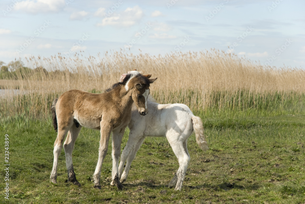 Two beautiful foals playing together. Two beautiful foals playing together.