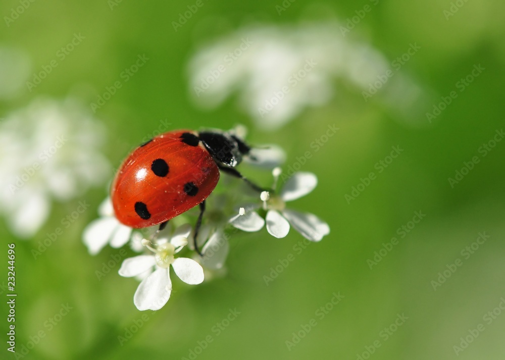 Ladybird Ladybird