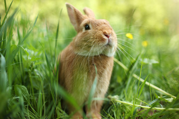 Rabbit in green grass
