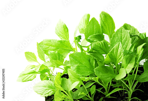 Young plants isolated on white