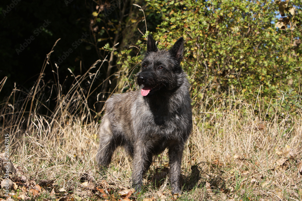 Ardennes cattle dog