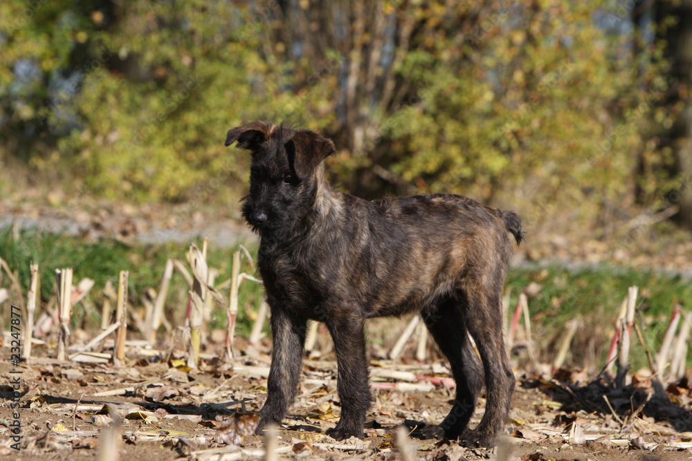 jeune bouvier des Ardennes de couleur bringé jeune bouvier des Ardennes de couleur bringé