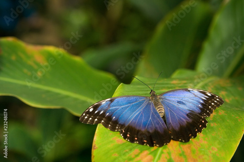 Canvas Print the blue butterfly