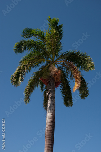 Palm Tree Rising Into Blue Sky