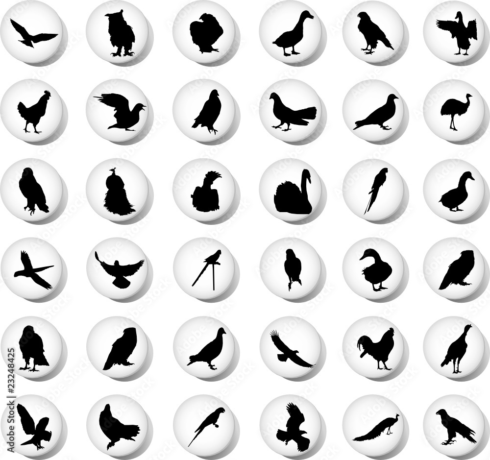 Set Birds Set Birds