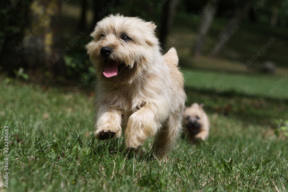 cairn terrier running