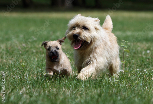 Bild auf Leinwand maman cairn terrier joue avec son chiot