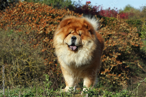 chow chow rouge    grande crini  re
