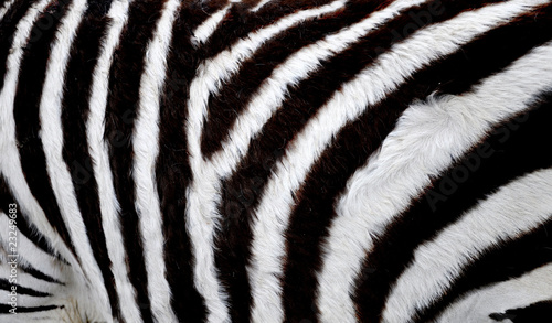 Zebra fur