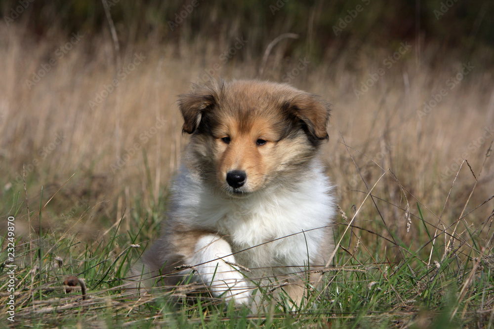 chiot berger d'Ecosse de face patte levée