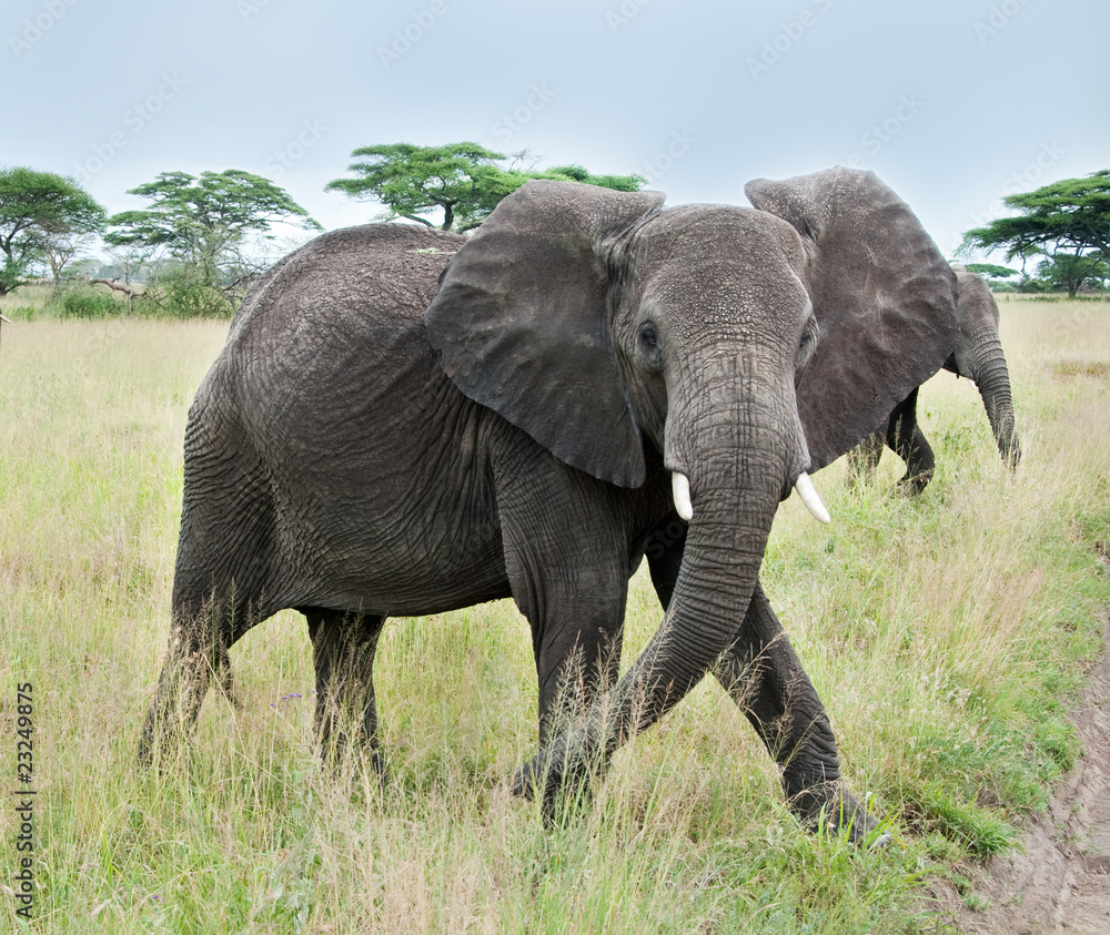 African Elephant in Ngorongoro Crate