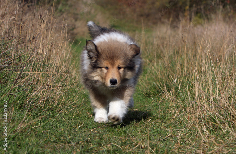 chiot colley marchant de face