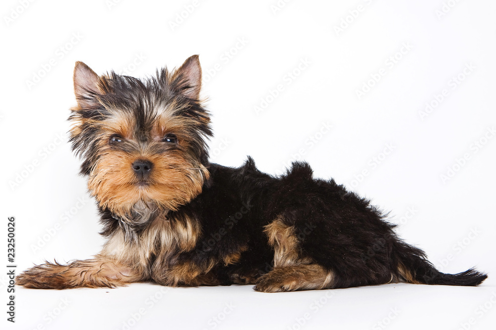 Yorkshire terrier puppy on white background Yorkshire terrier puppy on white background