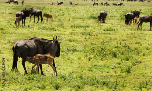 Blue Wildebeest calf feeding © Mike