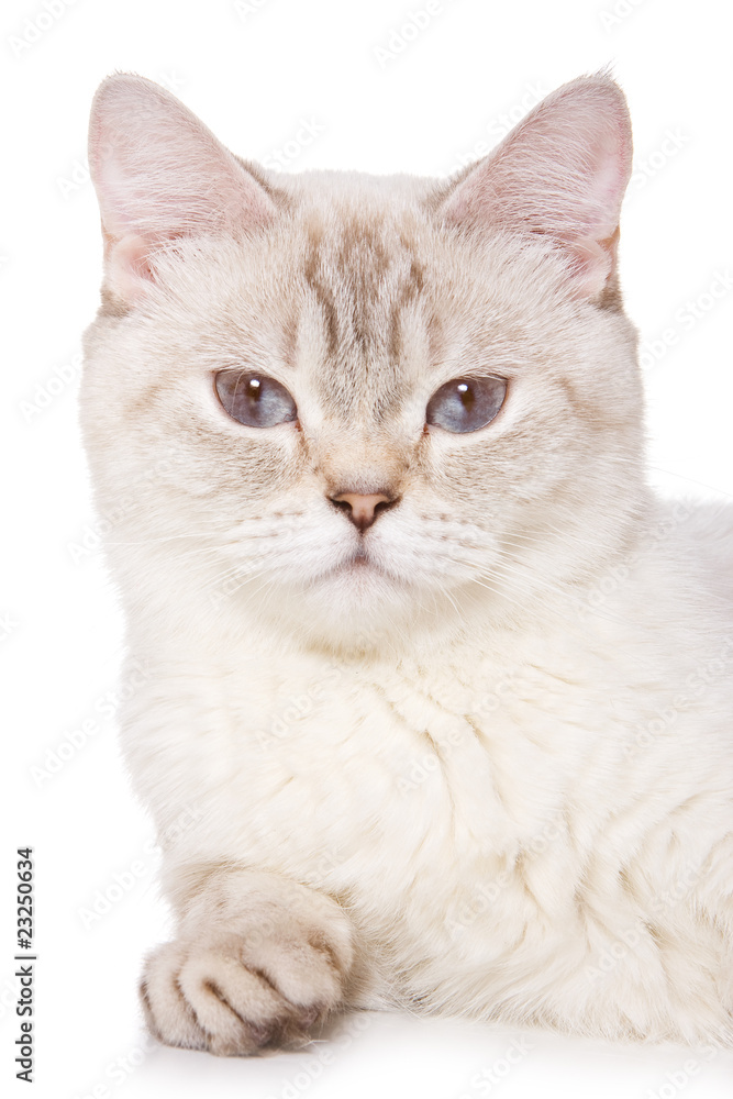 Obraz premium British cat on white background