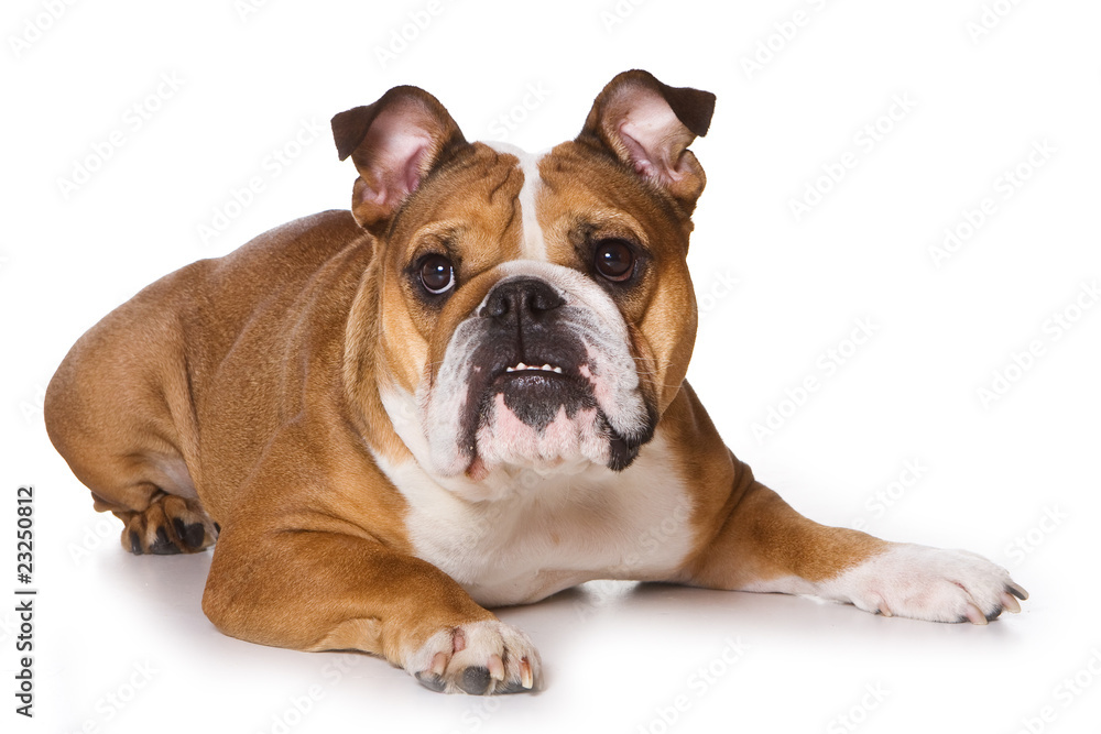 Bulldog on isolated on white Bulldog on isolated on white