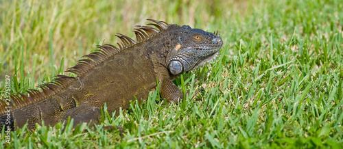 Florida Iguana