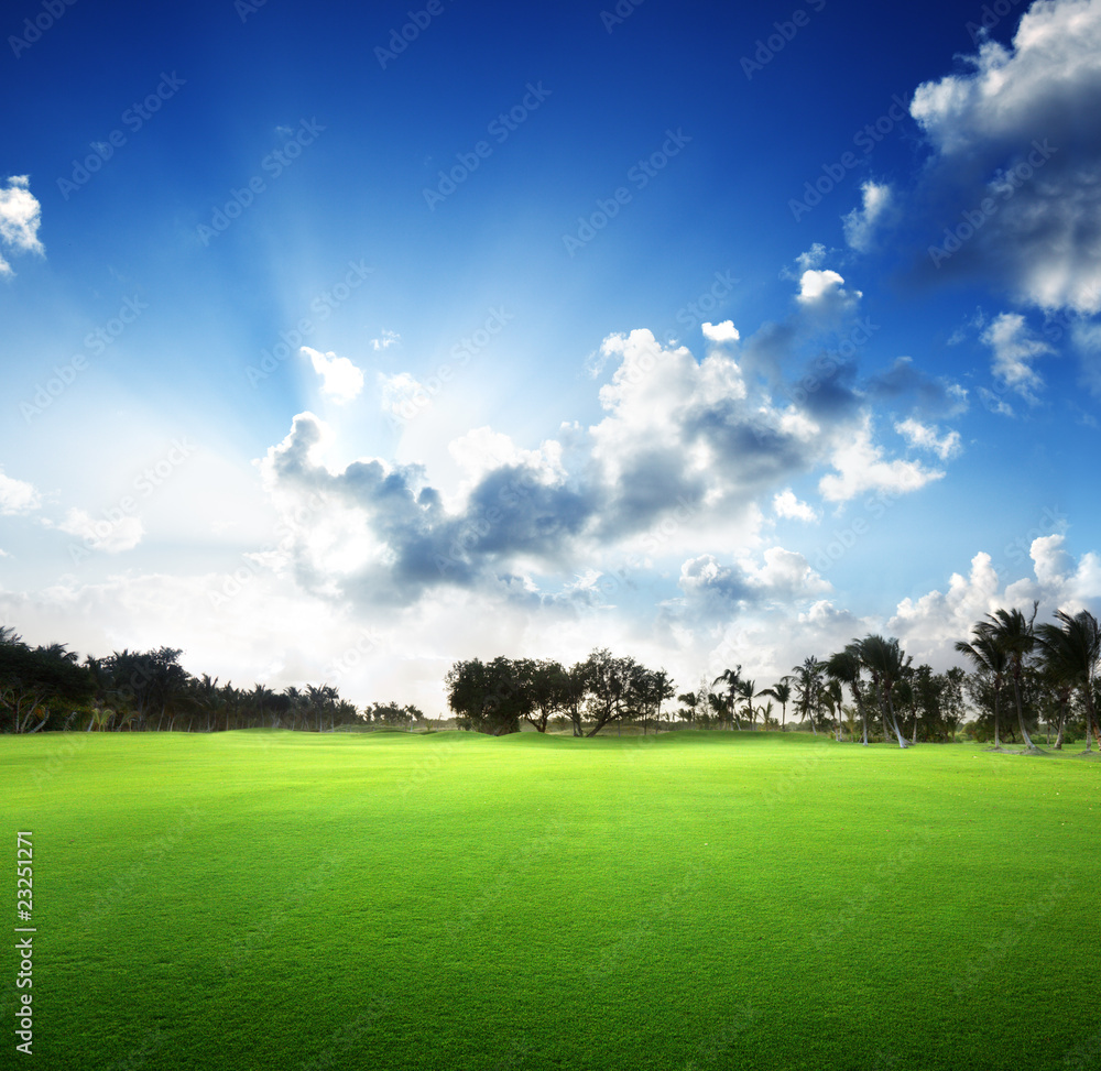 trees on the field of grass and sunset trees on the field of grass and sunset