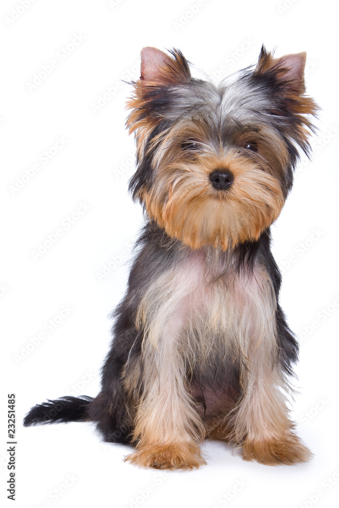 Yorkshire terrier puppy on white background Yorkshire terrier puppy on white background