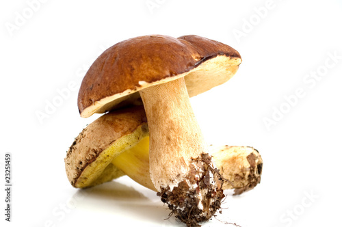 Mushrooms with a root