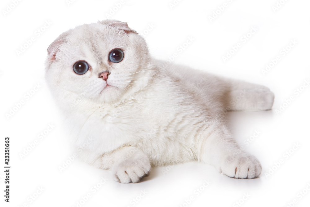 Scottish fold cat on white foto de Stock | Adobe Stock