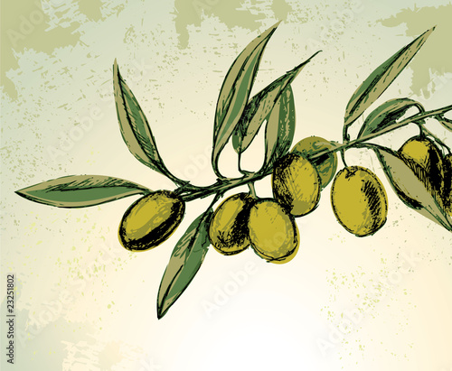 Branch with green olives