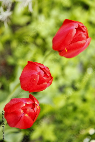 Tulpenblueten