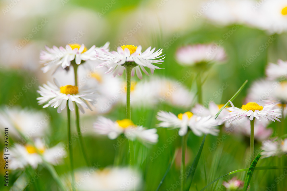 Spring flowers, marguerites in a green meadow Spring flowers, marguerites in a green meadow