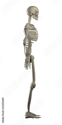 Highly detailed skeleton isolated - side view © CLIPAREA.com