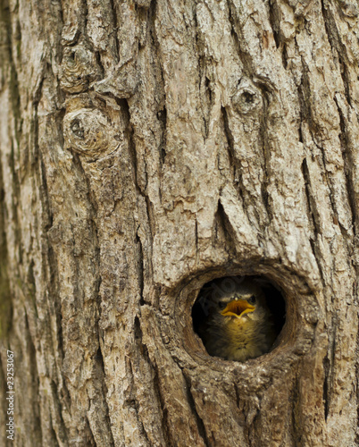Wallpaper Mural squeaker Torontodigital.ca