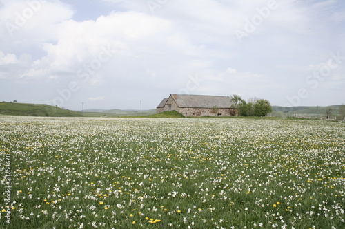 Champ de narcisses sur l'Aubrac photo