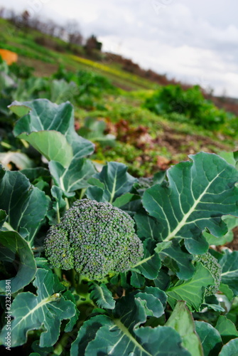 Large broccoli plant