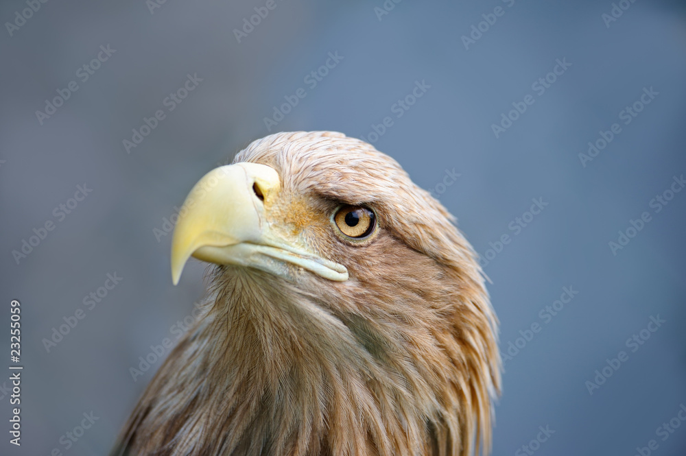 Eagle face