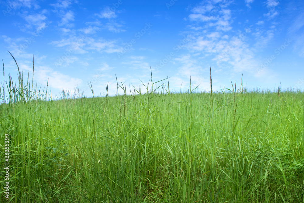 Fototapeta premium field of grass