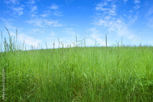 field of grass