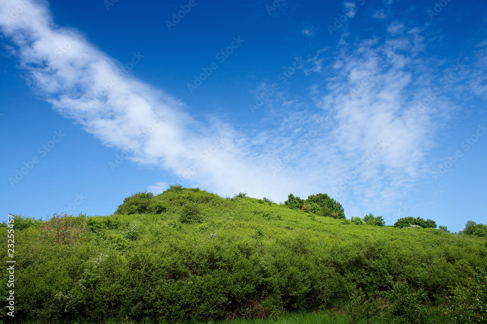 summer landscape