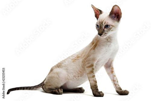 Cornish Rex