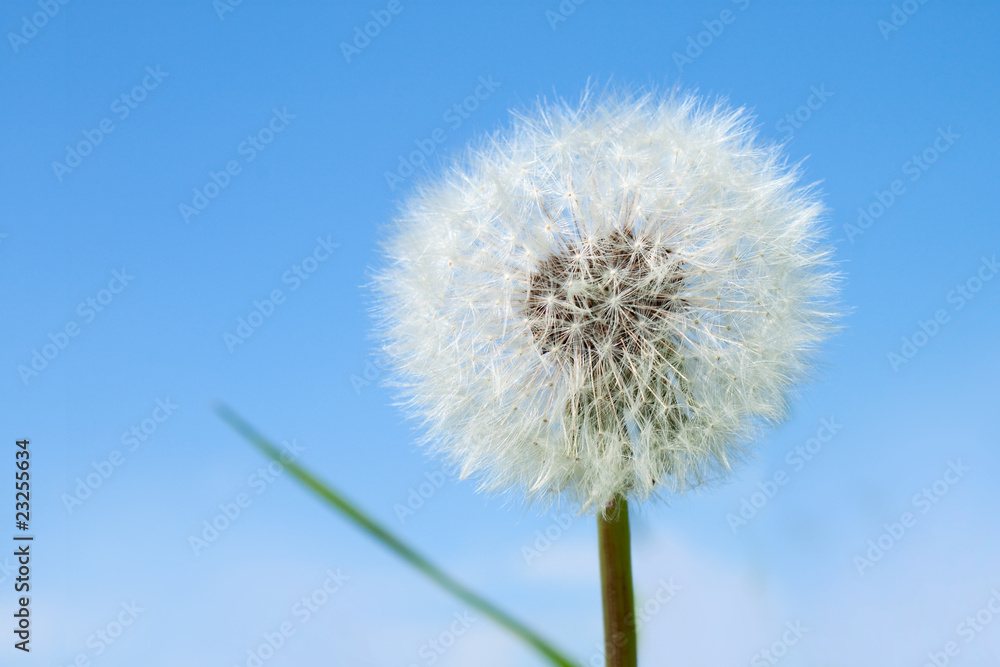 Fototapeta premium Dandelion