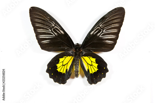 Black and yellow butterfly Troides rhadamantus isolated