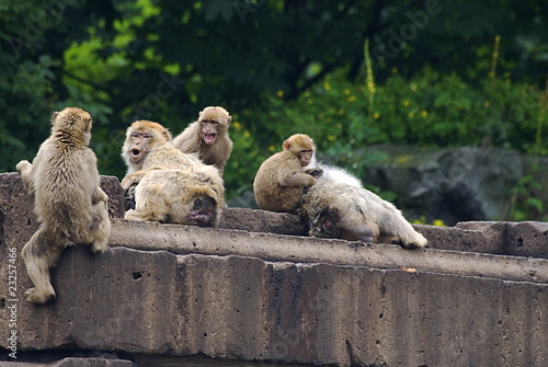 Rhesusaffen (Macaca mulatta) streiten sich