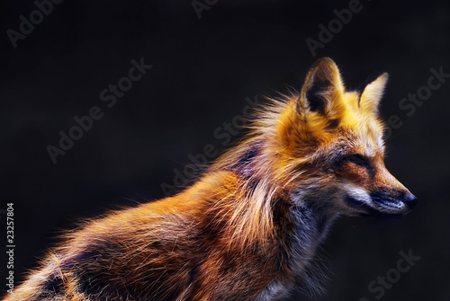 junger Rotfuchs (vulpes vulpes), Nahaufnahme
