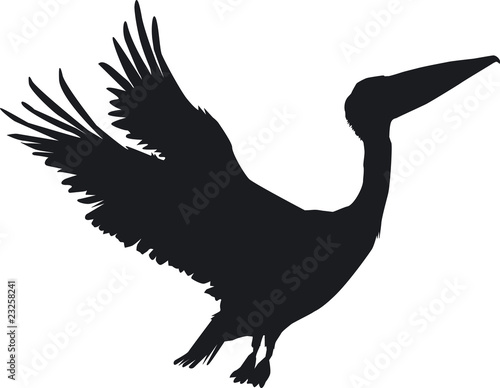 Pelikan Abflug