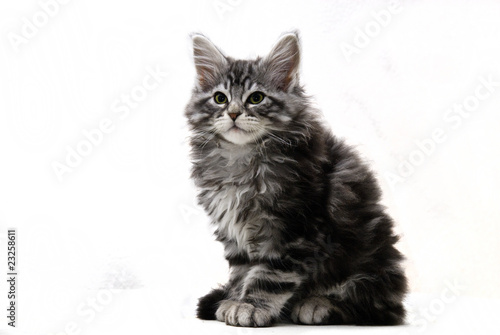 Freisteller einer sitzenden Main Coon Katze