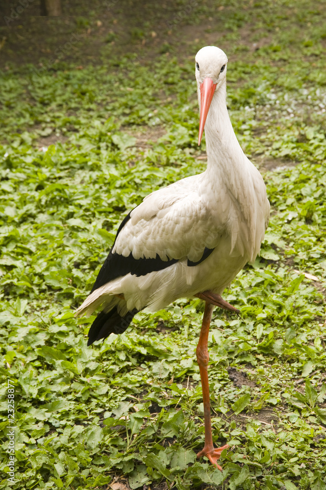 Fototapeta premium a stork
