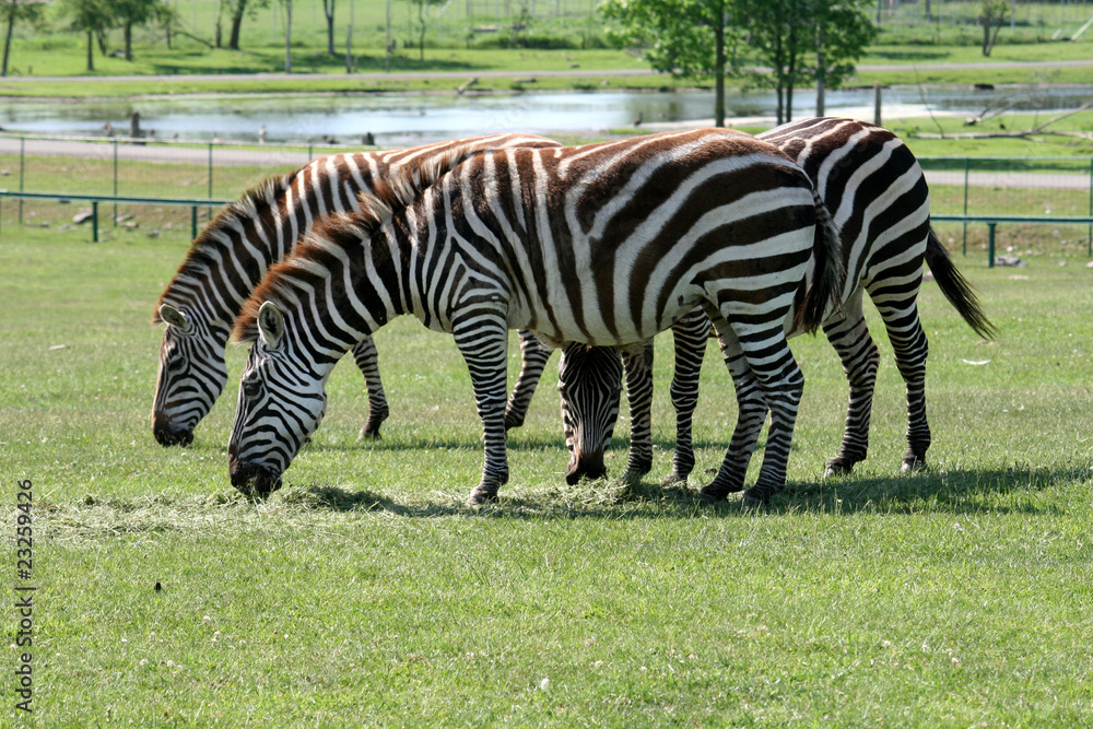 Naklejka premium The Group of Zebras
