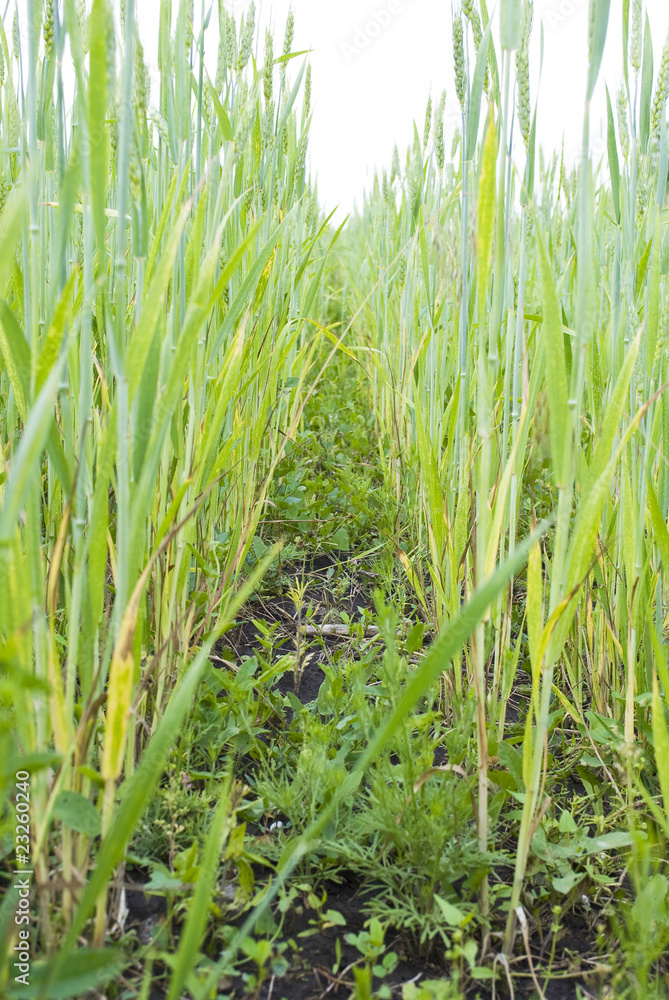 Wheat ears field Wheat ears field