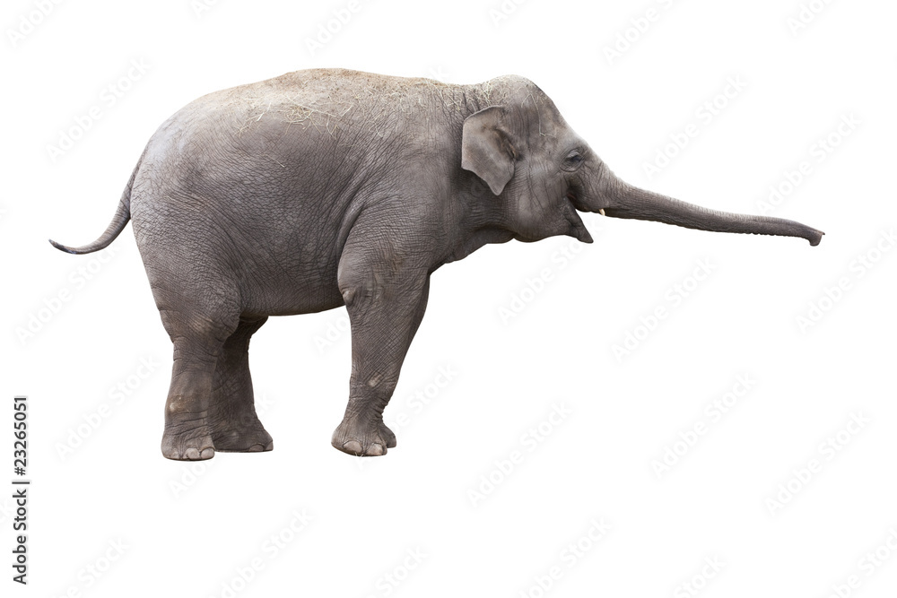 Obraz premium éléphant