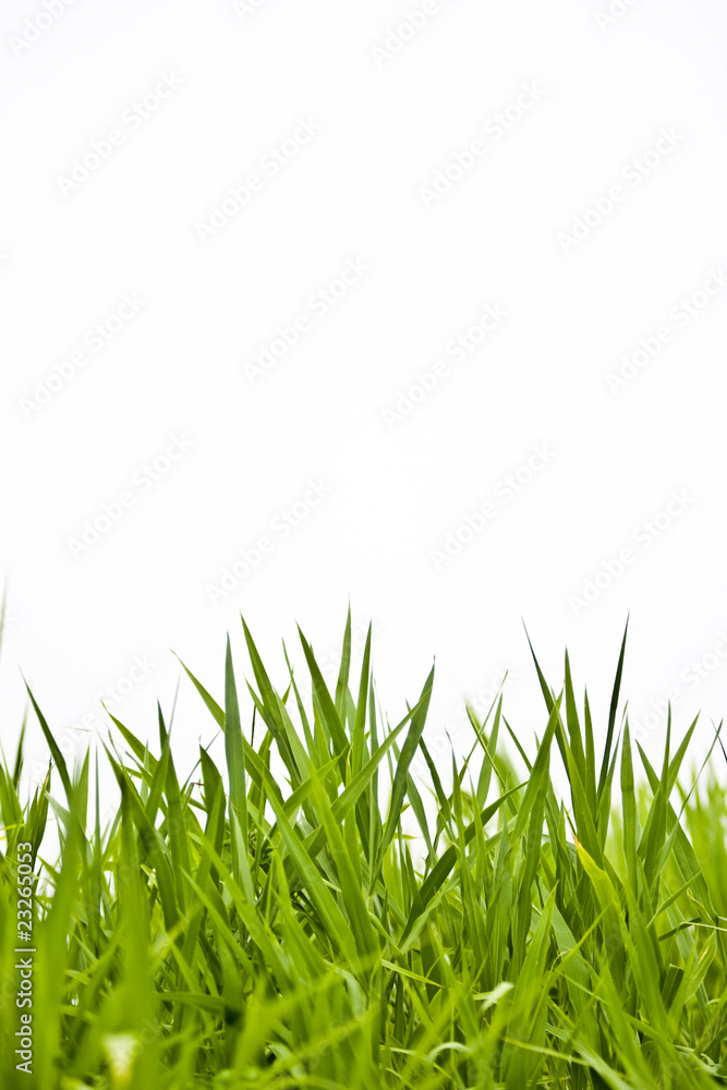 Fototapeta premium trawa